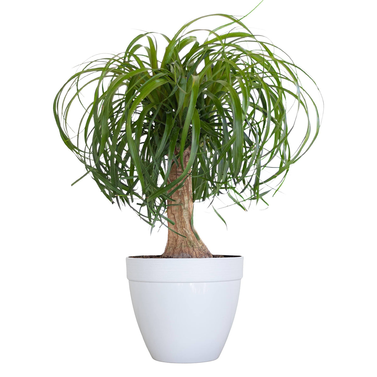 U United Nursery United Nursery Ponytail Palm Live Bonsai Plant, Elephants Foot Indoor Outdoor Easy Care, Low Maintenance House Plant in 6 inch White